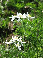 10_Anemone narcissiflora